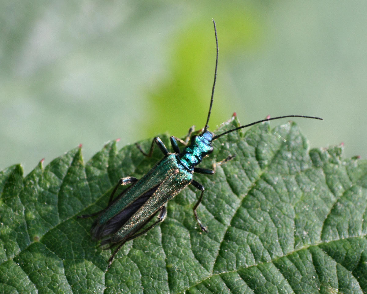 Agapanthia? - No. Oedemera nobilis - (Oedemeridae)